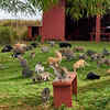 Lanai cat sanctuary