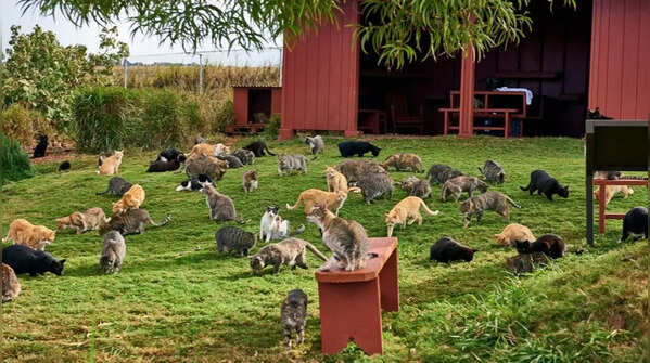 Lanai cat sanctuary