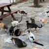 Kalkan cat town, Türkiye