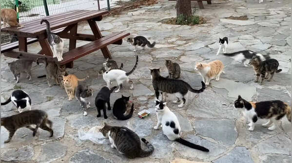 Kalkan cat town, Türkiye