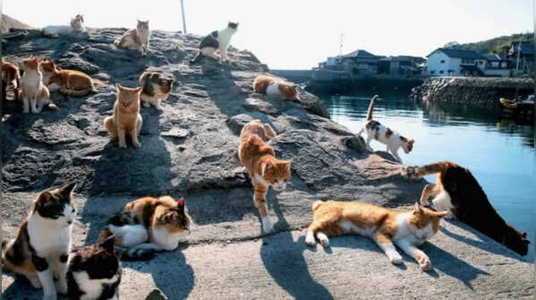 Tashirojima, Japan