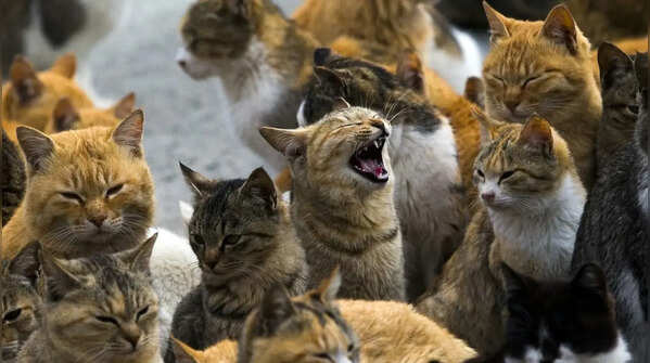 Inside the world’s most famous cat islands, you won’t believe exist