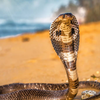 What Sadhguru says about snakes and energy
