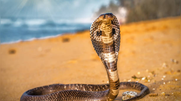 What Sadhguru says about snakes and energy