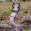 When he kept a snake under his bed for 3 years