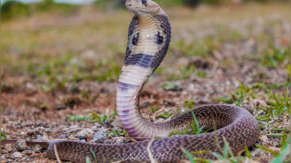 When he kept a snake under his bed for 3 years