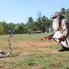When he caught a 12-feet long cobra during school days