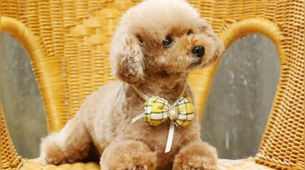10 best toy and miniature dog breeds