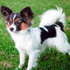 Papillon