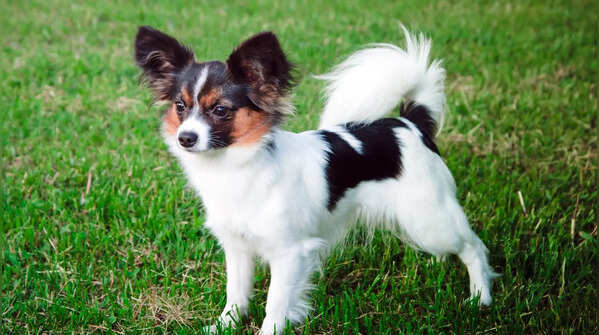 Papillon