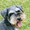 Miniature Schnauzer