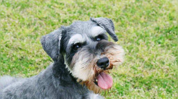 Miniature Schnauzer