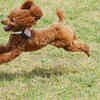 Toy Poodle