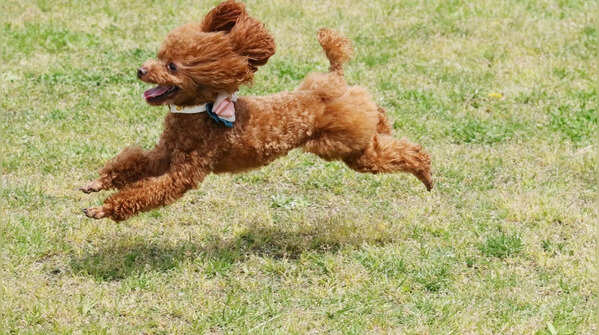 Toy Poodle