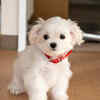 Maltese