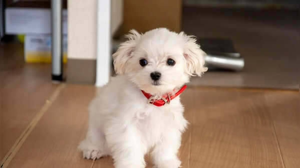 Maltese