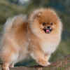 Pomeranian