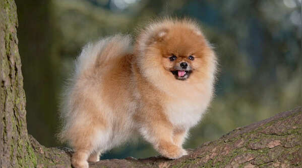 Pomeranian