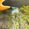 Morning irrigation is more beneficial than evening iirrigation