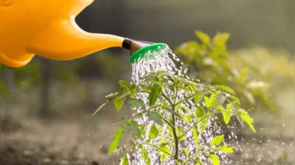 Morning irrigation is more beneficial than evening iirrigation