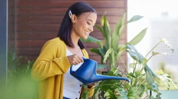Morning vs evening watering: Which is better for your plants during extreme summer heat and why it matters