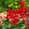Salvia – Long-lasting blooms and vibrant colour