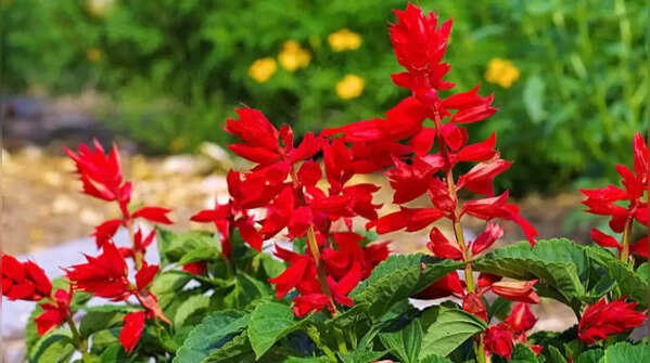 Salvia – Long-lasting blooms and vibrant colour