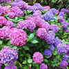 Hydrangeas – Reliable colour throughout summer