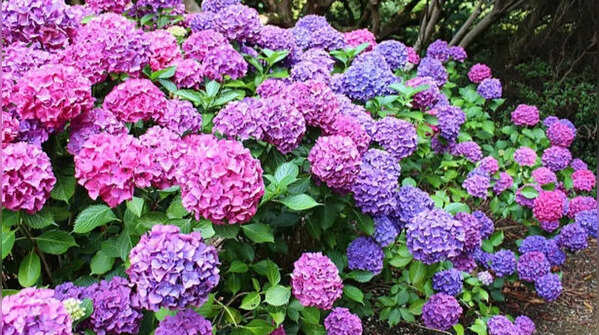 Hydrangeas – Reliable colour throughout summer