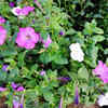 Cosmos – Easy to grow and pollinator-friendly