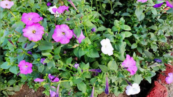 Cosmos – Easy to grow and pollinator-friendly