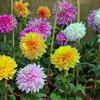 Dahlias – Spectacular blooms with endless variety