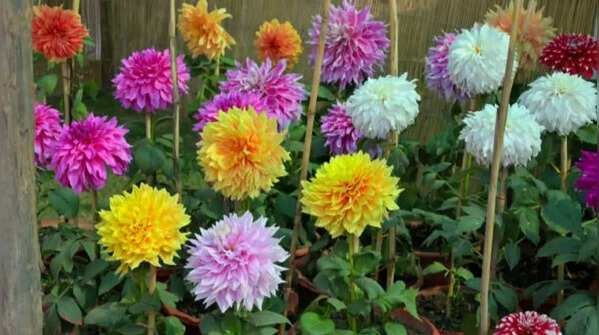 Dahlias – Spectacular blooms with endless variety