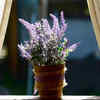 Lavender – A fragrant summer favourite