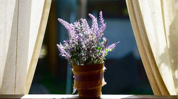 Lavender – A fragrant summer favourite