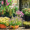 5 Best <i class="tbold">plants</i> to grow in UK gardens this June for a vibrant summer display