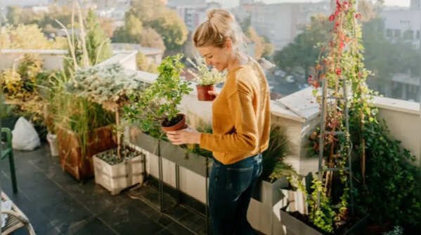 Grow some potted plants on the rooftop