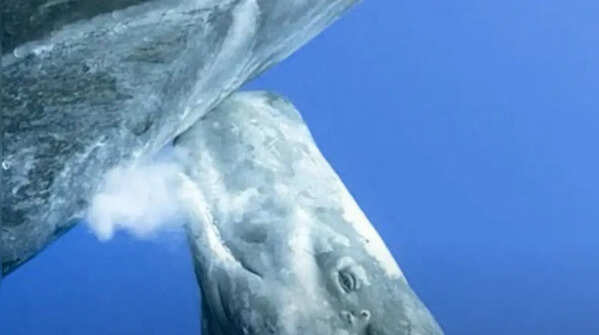 Sperm whale – Surviving in a deep ocean