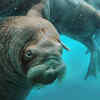 Article image for: Walrus – Surviving in icy waters due to rich <i class="tbold">milk</i>