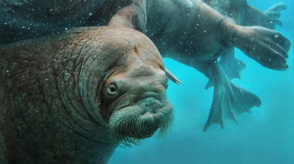 Walrus – Surviving in icy waters due to rich milk