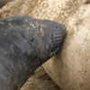 Article image for: Elephant seal – Growing very quickly with elephant seal's <i class="tbold">milk</i>