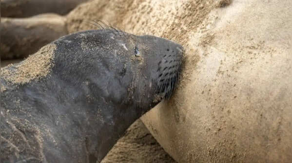 Elephant seal – Growing very quickly with elephant seal's milk