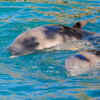 Article image for: Harbour porpoise – Fat-rich <i class="tbold">milk</i> in a tiny package