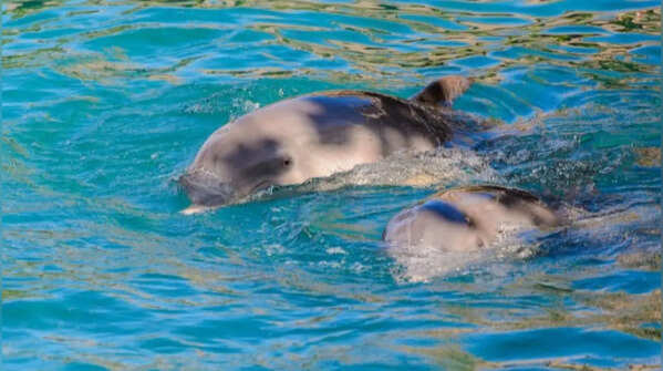 Harbour porpoise – Fat-rich milk in a tiny package