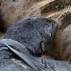 Northern fur seal – Surviving in the cold
