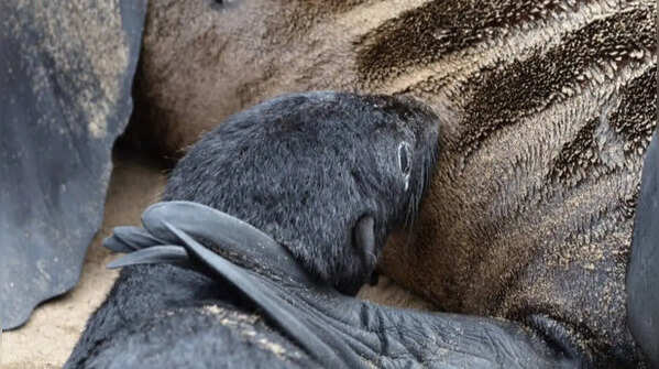 Northern fur seal – Surviving in the cold
