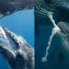 Blue whale – <i class="tbold">milk</i> for growing giants