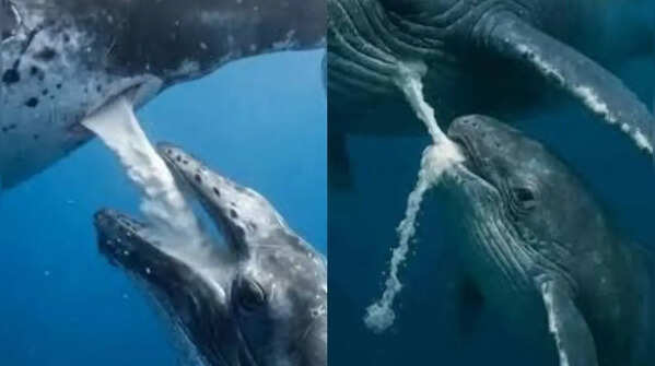 Blue whale – Milk for growing giants