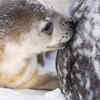 Hooded seal – The winner in milk-fat concentration