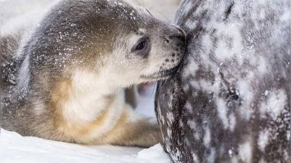 Hooded seal – The winner in milk-fat concentration